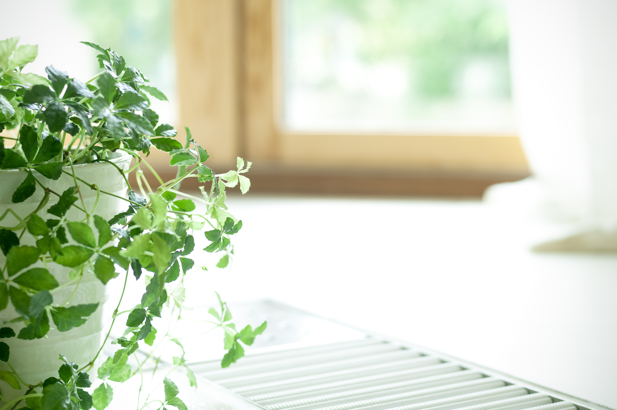 植物
